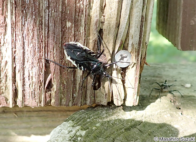 ヨコヅナサシガメ Agriosphodrus dohrni