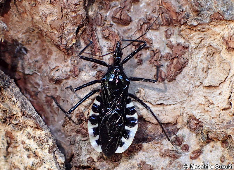 ヨコヅナサシガメ Agriosphodrus dohrni