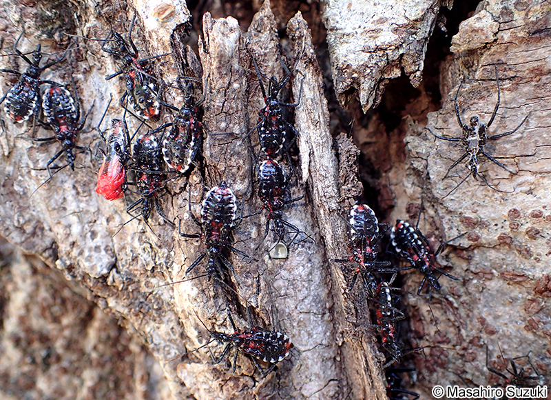 ヨコヅナサシガメ Agriosphodrus dohrni