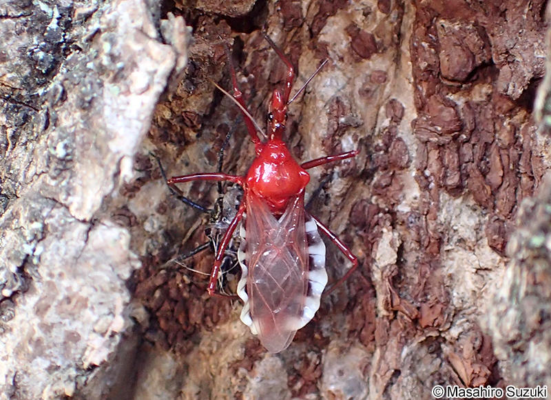 ヨコヅナサシガメ Agriosphodrus dohrni