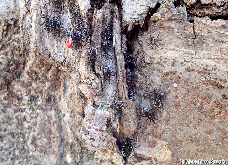 ヨコヅナサシガメ Agriosphodrus dohrni