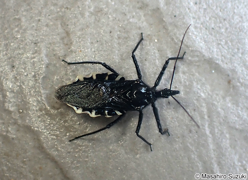 ヨコヅナサシガメ Agriosphodrus dohrni