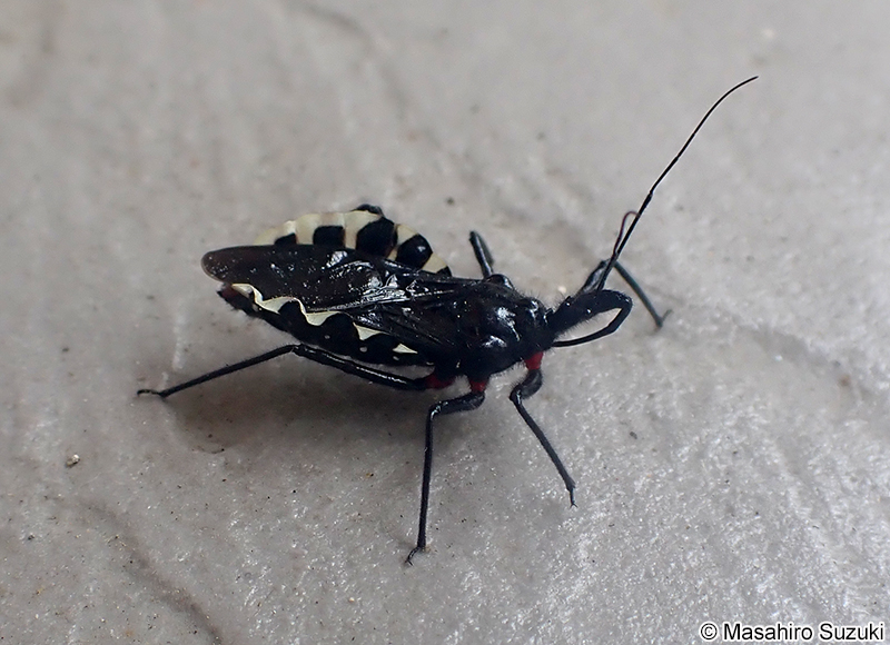 ヨコヅナサシガメ Agriosphodrus dohrni