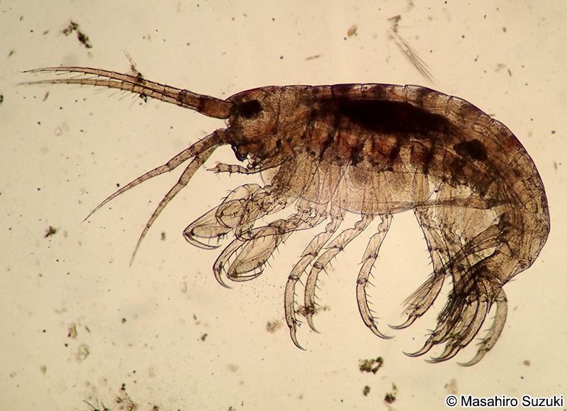 ヨコエビの1種