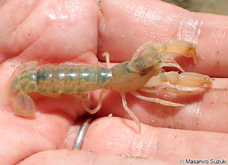 ヨコヤアナジャコ Upogebia yokoyai