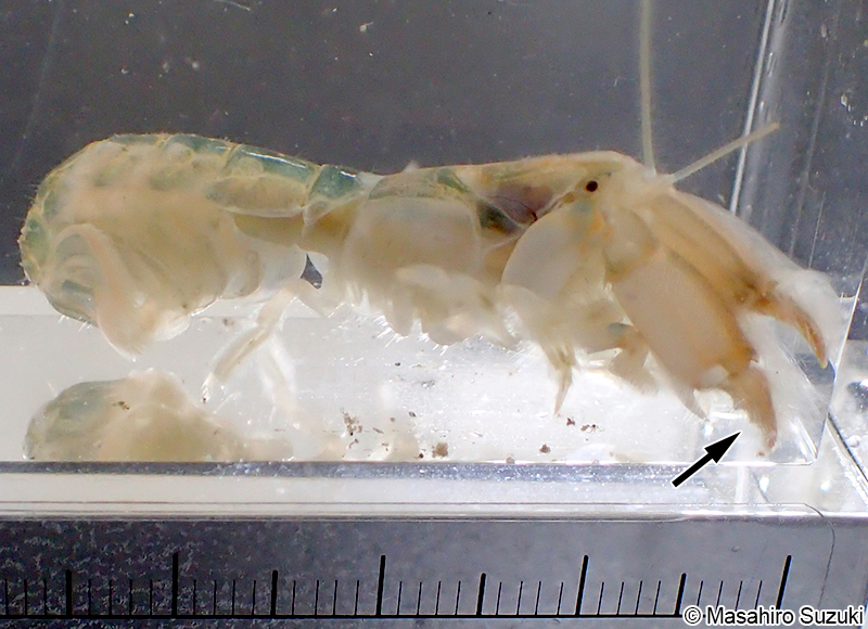 ヨコヤアナジャコ Upogebia yokoyai