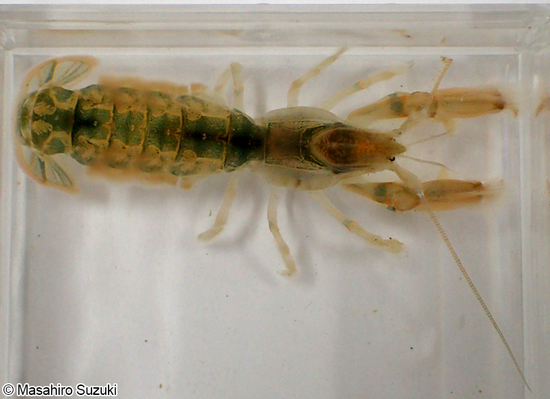 ヨコヤアナジャコ Upogebia yokoyai