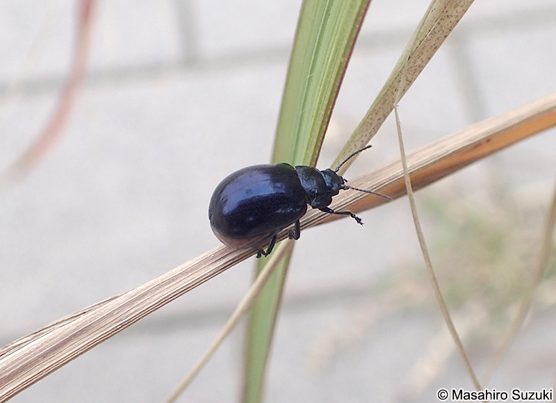 ヨモギハムシ Chrysolina aurichalcea