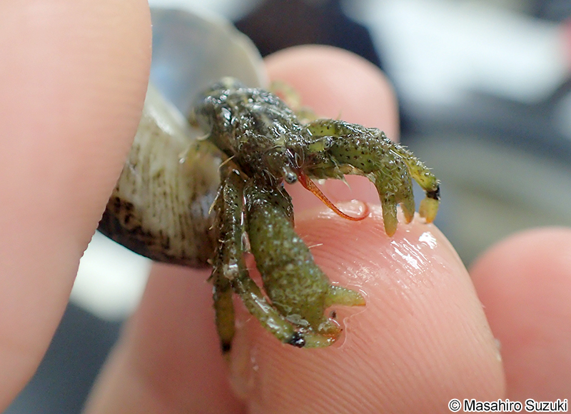 ヨモギホンヤドカリ Pagurus nigrofascia