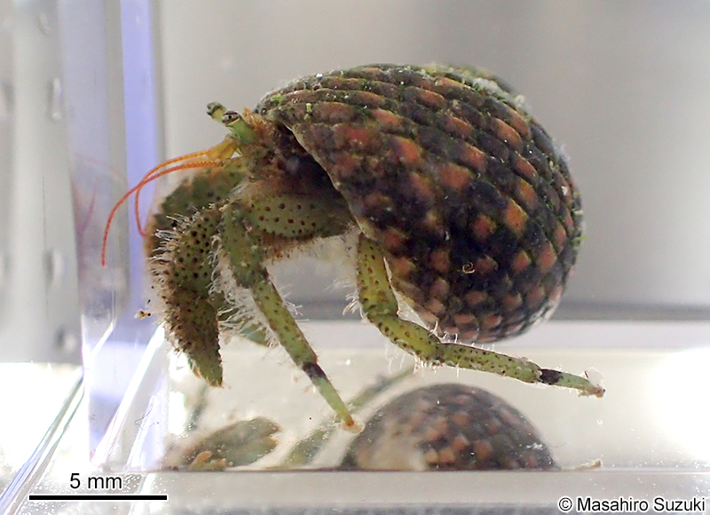 ヨモギホンヤドカリ Pagurus nigrofascia