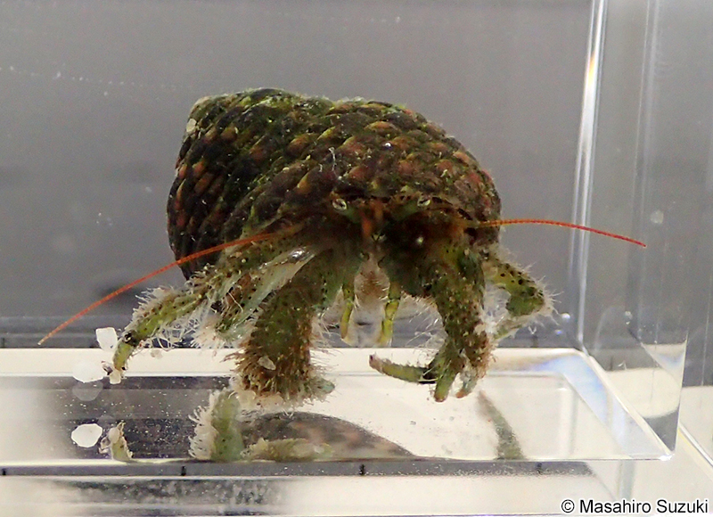 ヨモギホンヤドカリ Pagurus nigrofascia