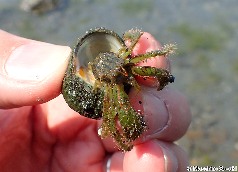 ヨモギホンヤドカリ Pagurus nigrofascia
