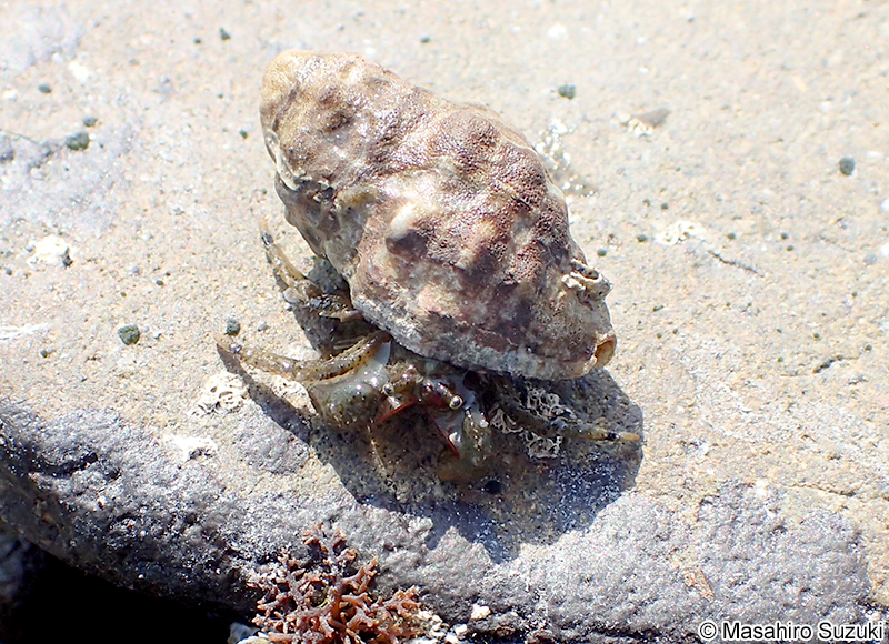 ヨモギホンヤドカリ Pagurus nigrofascia