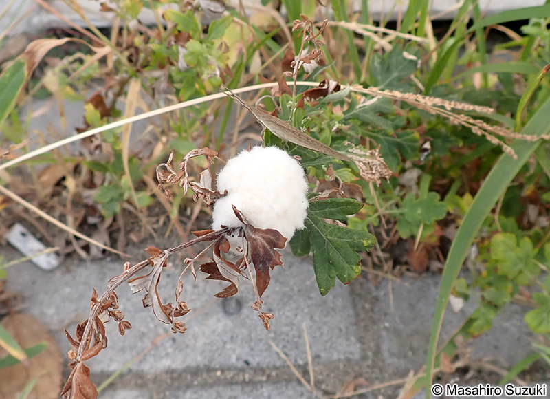 ヨモギクキワタフシ