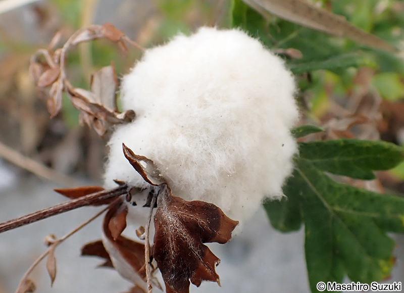 ヨモギクキワタフシ