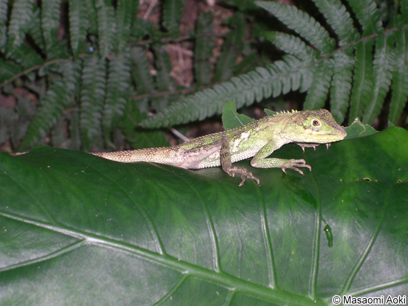 ヨナグニキノボリトカゲ Japalura polygonata donan