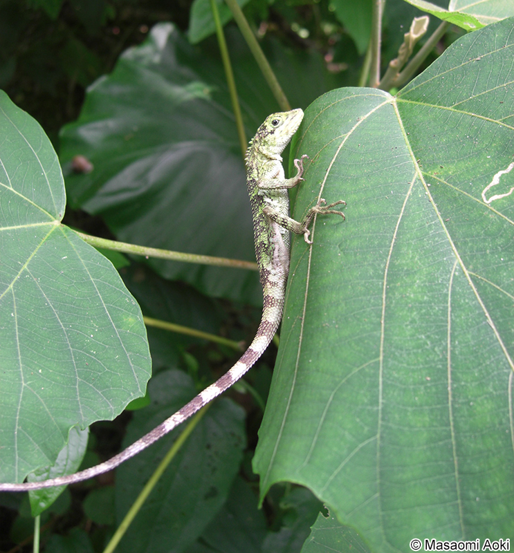 ヨナグニキノボリトカゲ Japalura polygonata donan