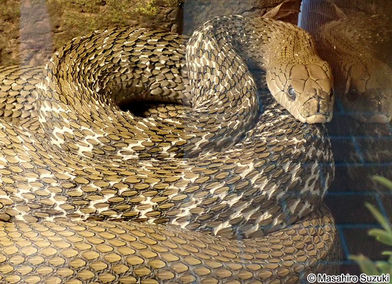 ヨナグニシュウダ Elaphe carinata yonaguniensis