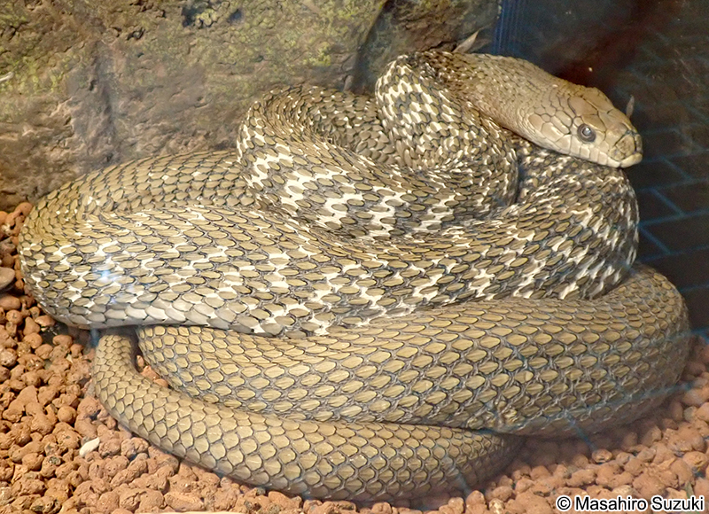 ヨナグニシュウダ Elaphe carinata yonaguniensis