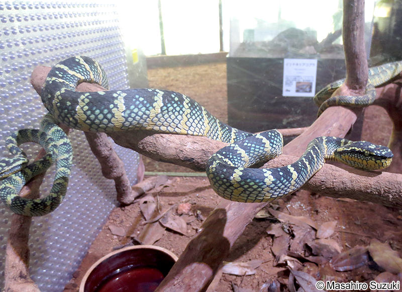 ヨロイハブ Tropidolaemus wagleri