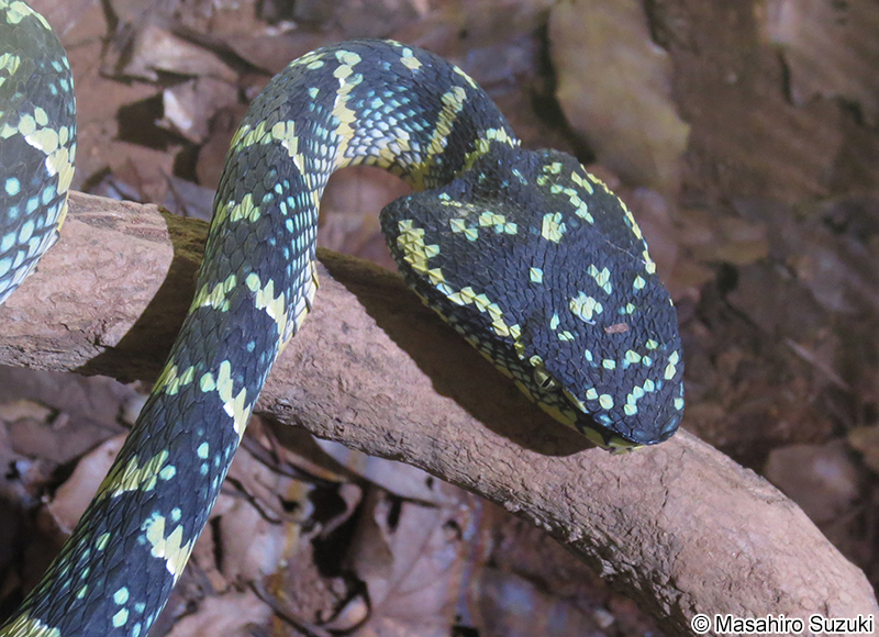 ヨロイハブ Tropidolaemus wagleri