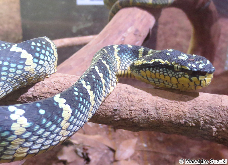 ヨロイハブ Tropidolaemus wagleri