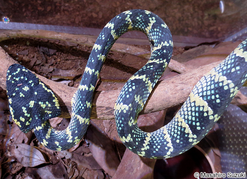 ヨロイハブ Tropidolaemus wagleri