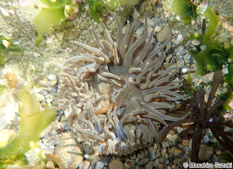 ヨロイイソギンチャク Anthopleura uchidai