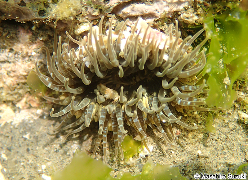 ヨロイイソギンチャク Anthopleura uchidai
