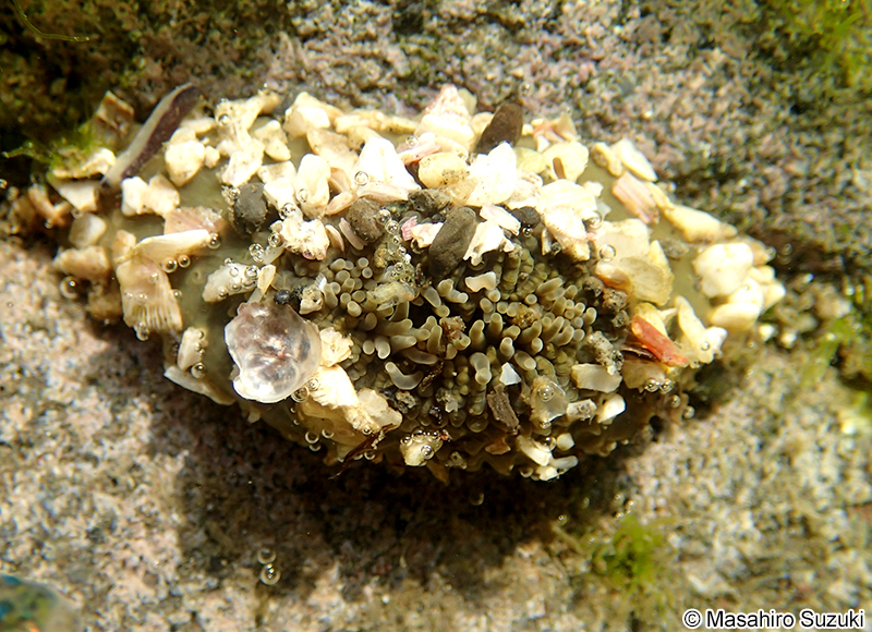 ヨロイイソギンチャク Anthopleura uchidai