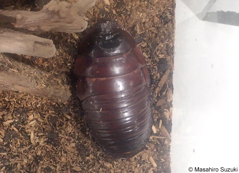 ヨロイモグラゴキブリ Macropanesthia rhinoceros