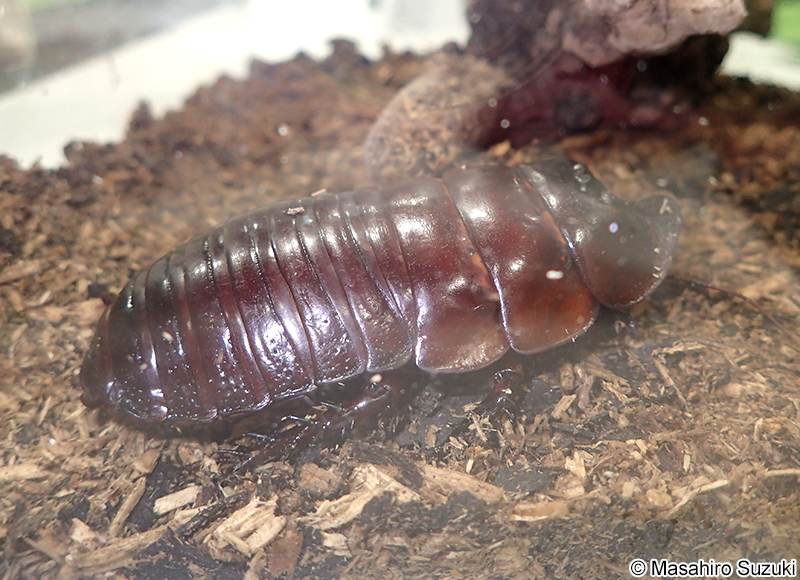 ヨロイモグラゴキブリ Macropanesthia rhinoceros
