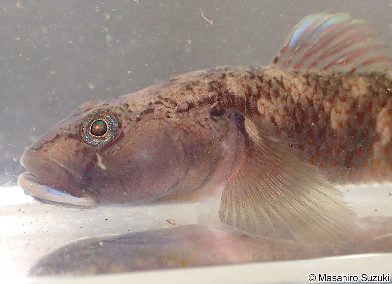 ヨシノボリ Rhinogobius