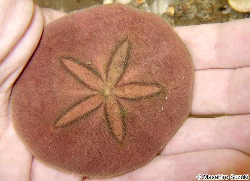 ヨツアナカシパン Peronella japonica