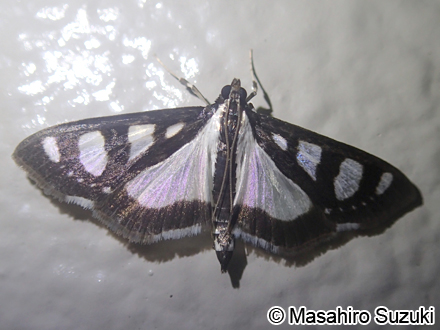 ヨツボシノメイガ Talanga quadrimaculalis