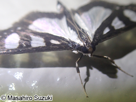 ヨツボシノメイガ Talanga quadrimaculalis