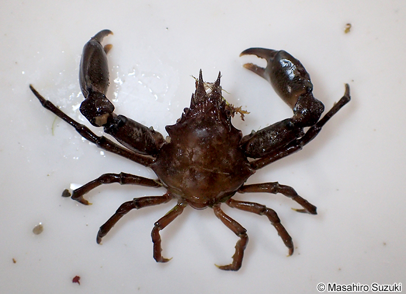 ヨツハモガニ Pugettia quadridens