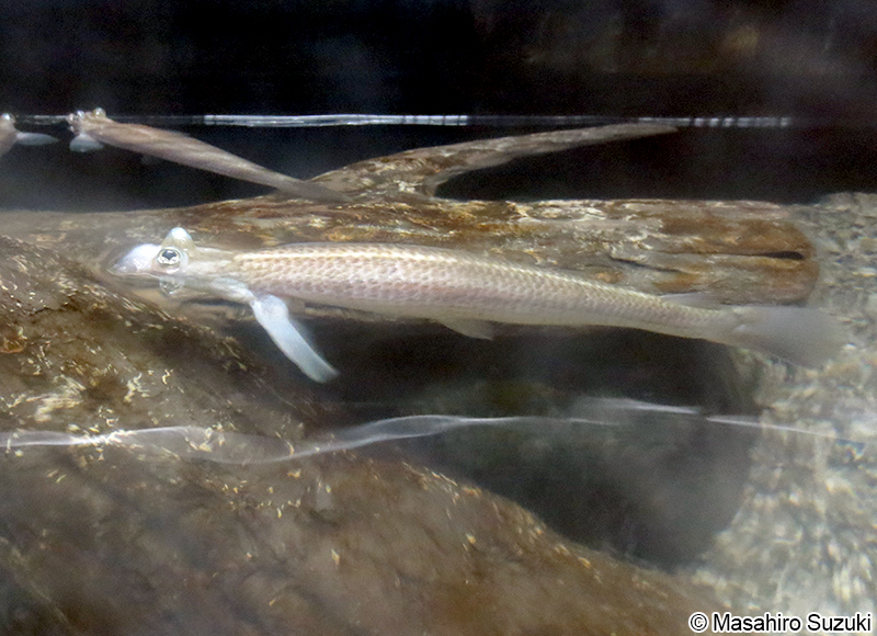 ヨツメウオ Anableps anableps