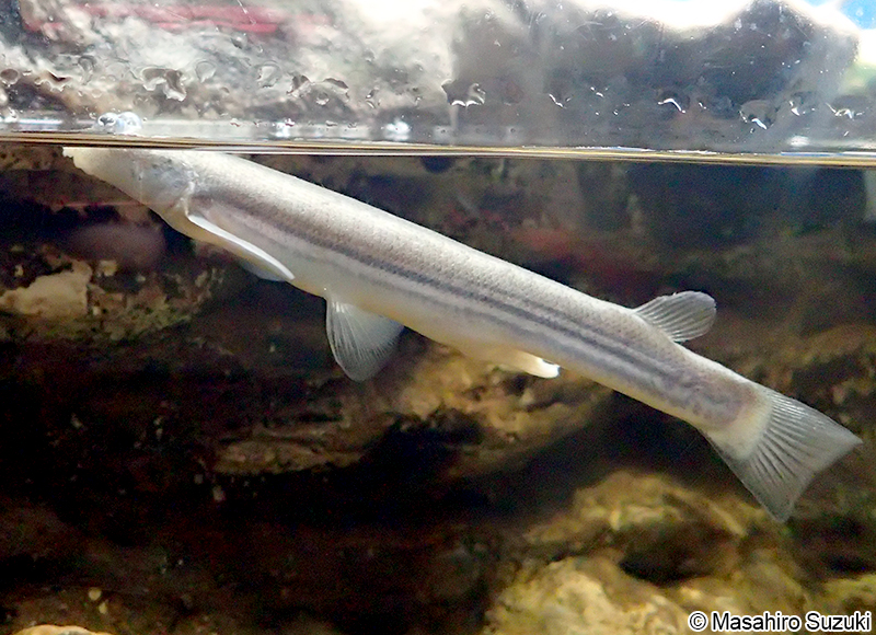 ヨツメウオ Anableps anableps