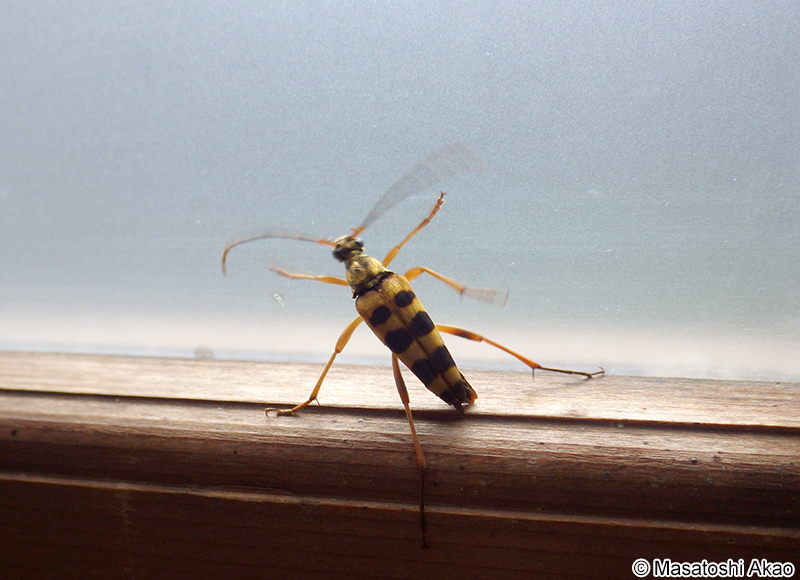 ヨツスジハナカミキリ Leptura ochraceofasciata