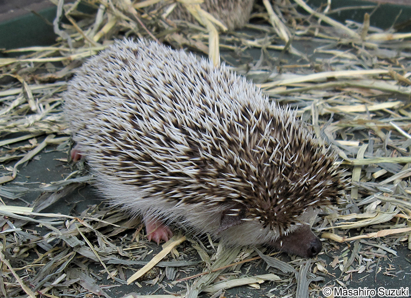 ヨツユビハリネズミ Atelerix albiventris