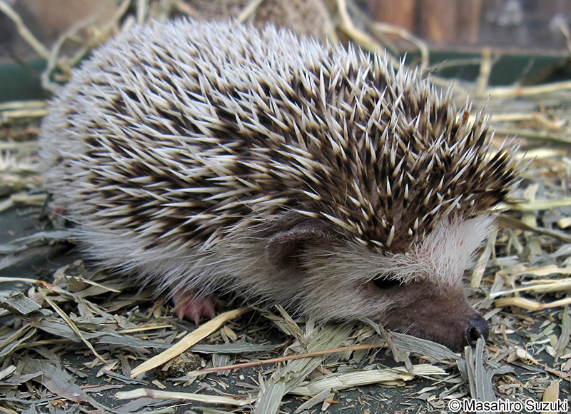 ヨツユビハリネズミ Atelerix albiventris