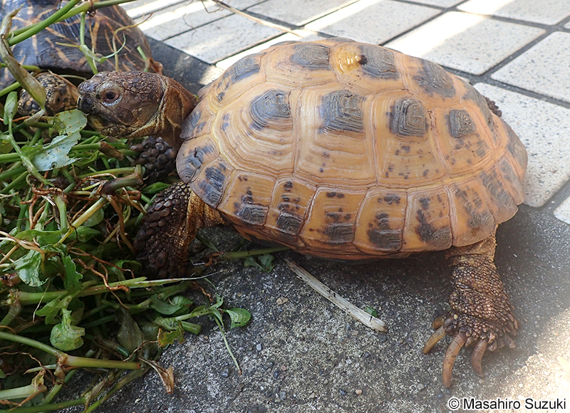 ヨツユビリクガメ Testudo (Agrionemys) horsfieldii