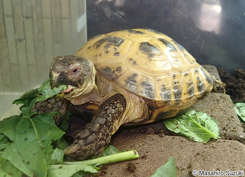 ヨツユビリクガメ Testudo (Agrionemys) horsfieldii