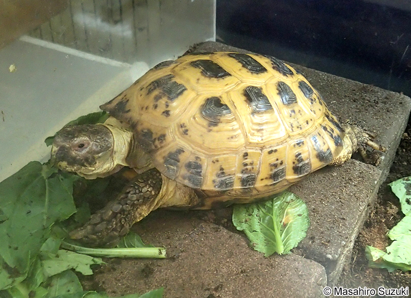 ヨツユビリクガメ Testudo (Agrionemys) horsfieldii