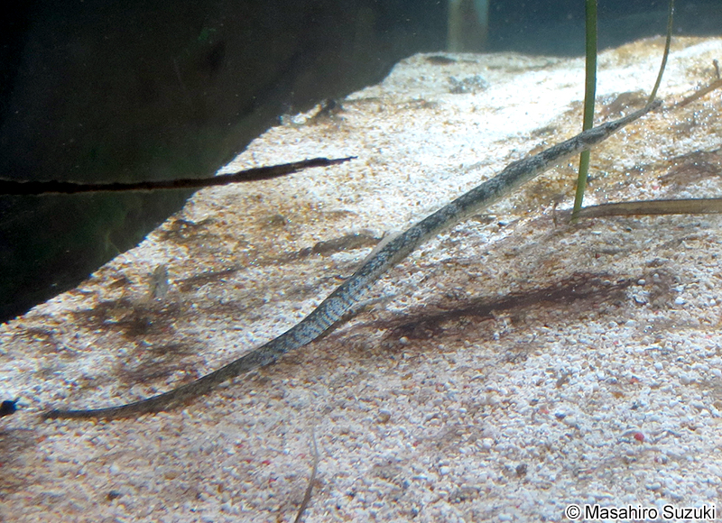 ヨウジウオ Syngnathus schlegeli