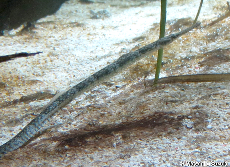 ヨウジウオ Syngnathus schlegeli