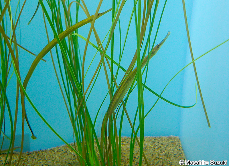 ヨウジウオ Syngnathus schlegeli