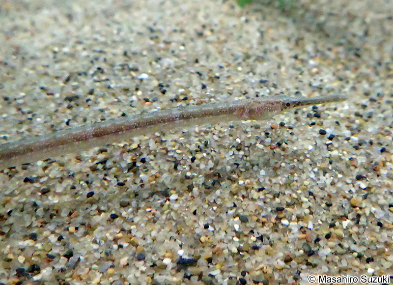 ヨウジウオ Syngnathus schlegeli