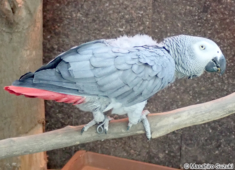 ヨウム Psittacus erithacus